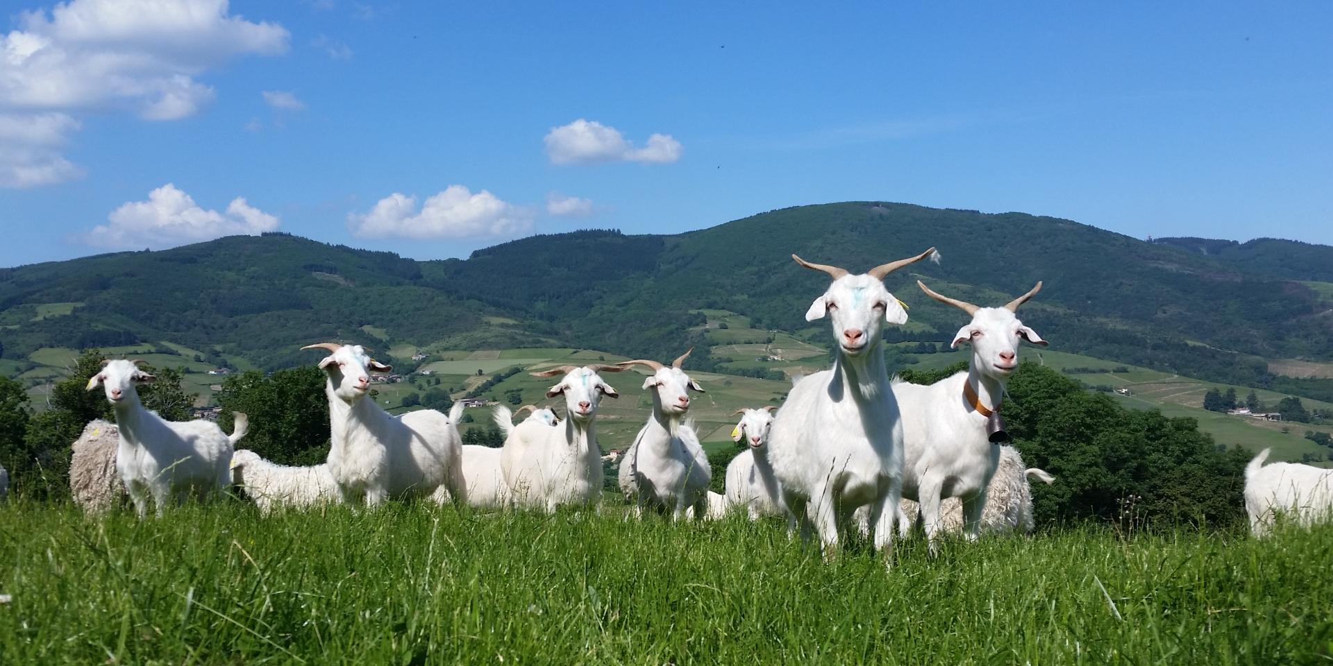 Troupeau de chèvres Soie en liberté dans la ferme d'Amalthée en Beaujolais