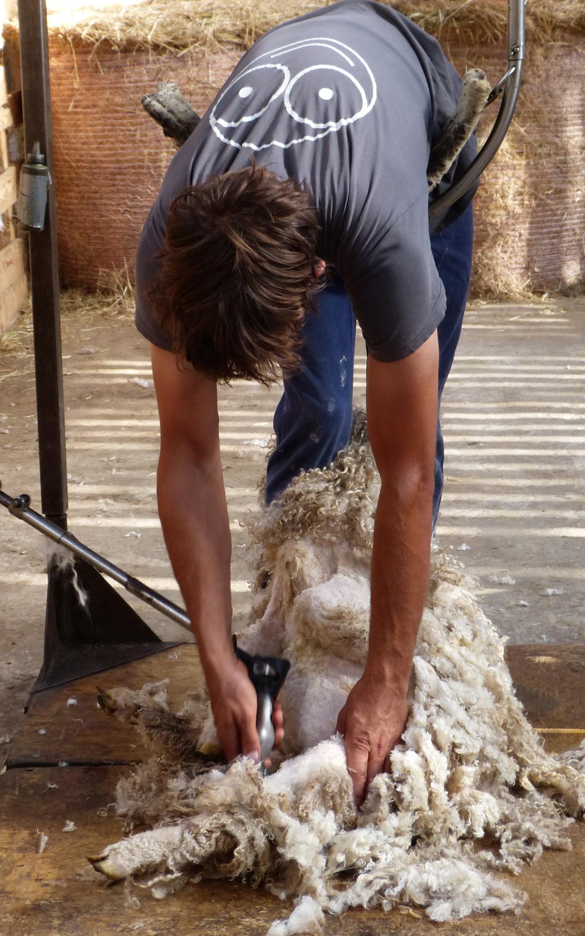 Jeune employée tondant la mohair d'une chèvre angora de la ferme d'Amalthée