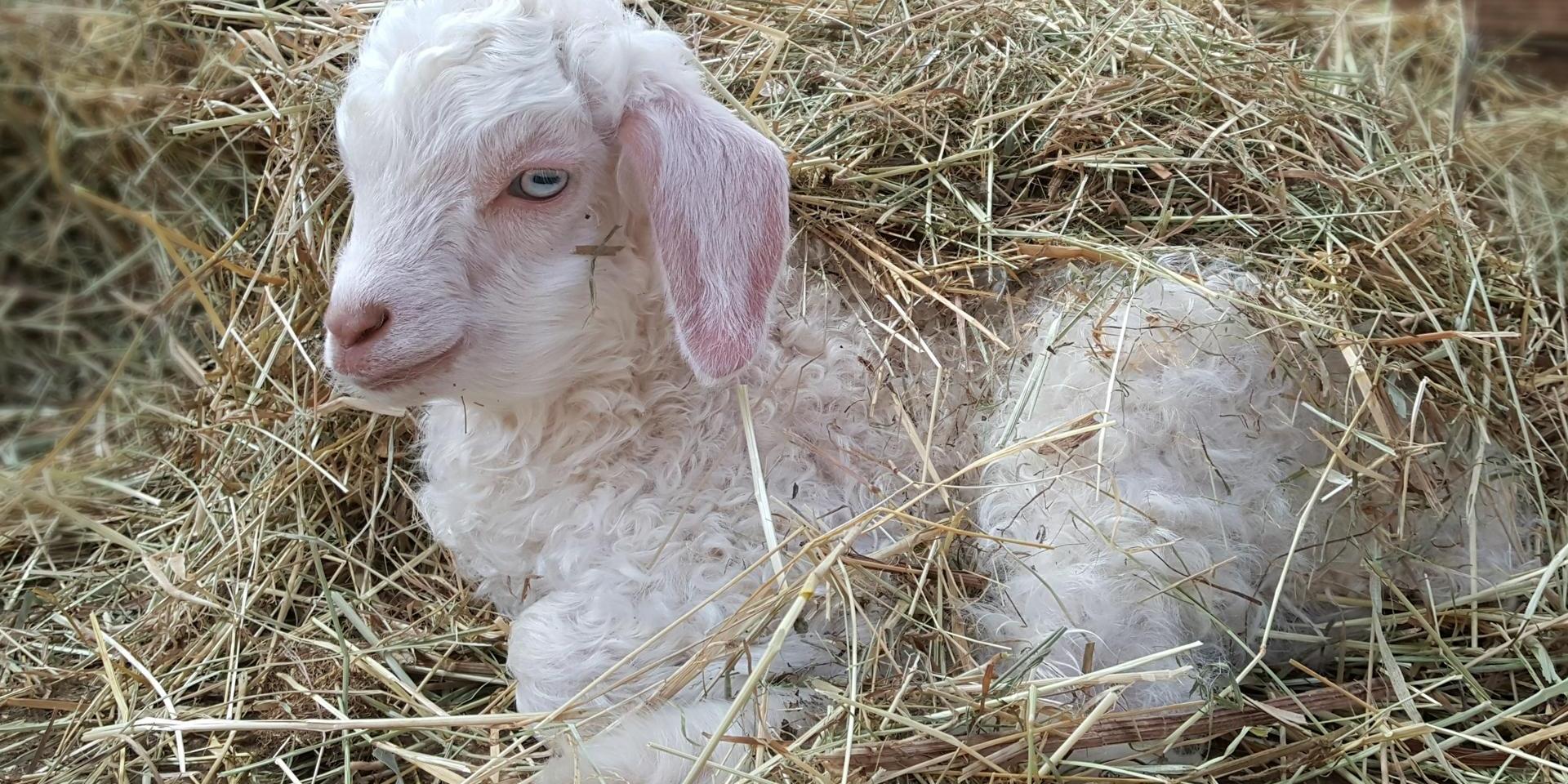 Cabri, bébé chèvre angora au chaud sous la paille