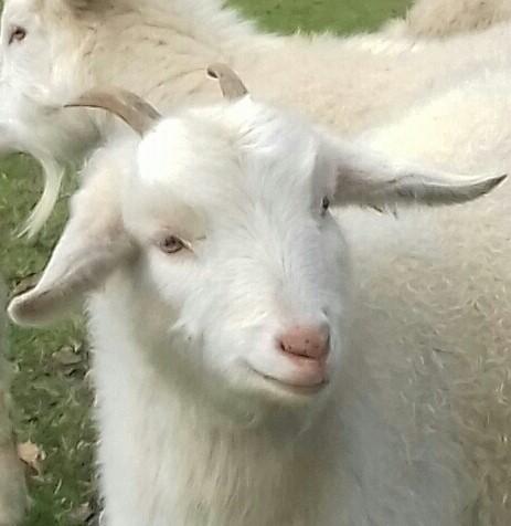 Le Coffret du Barbier PUR CACHEMIRE - EDITION LIMITEE