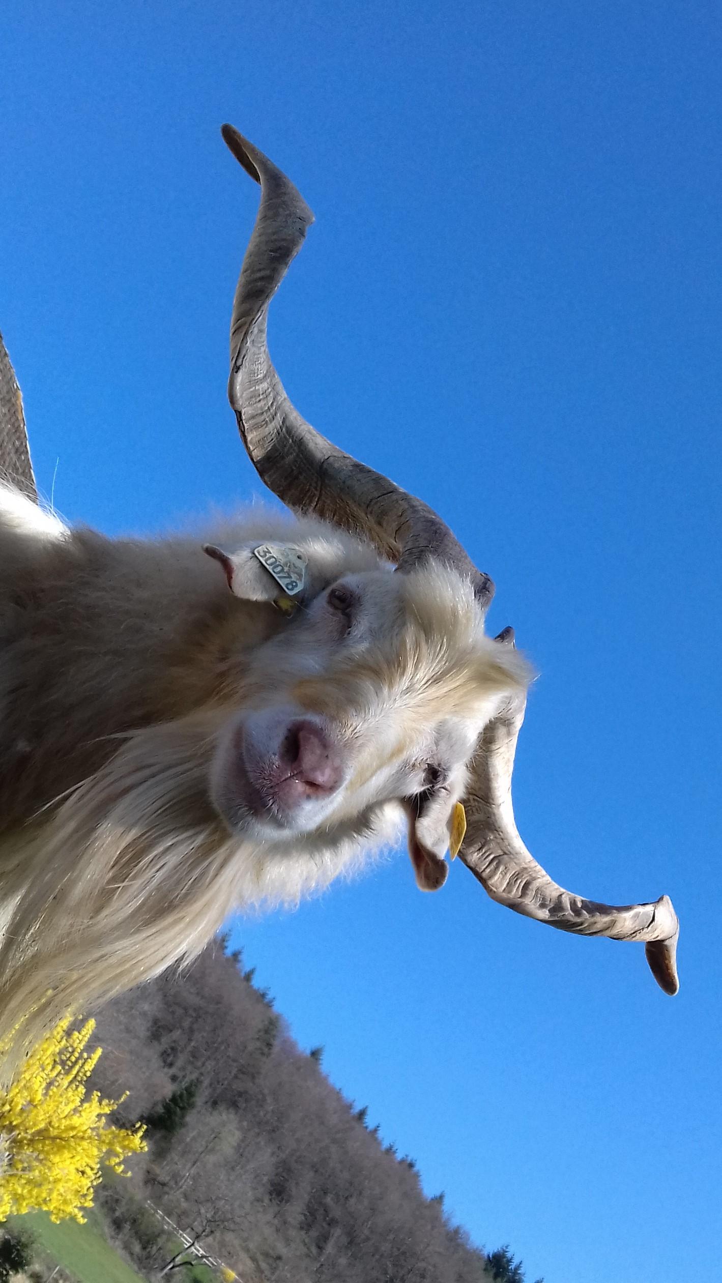 Le Coffret du Barbier PUR CACHEMIRE - EDITION LIMITEE