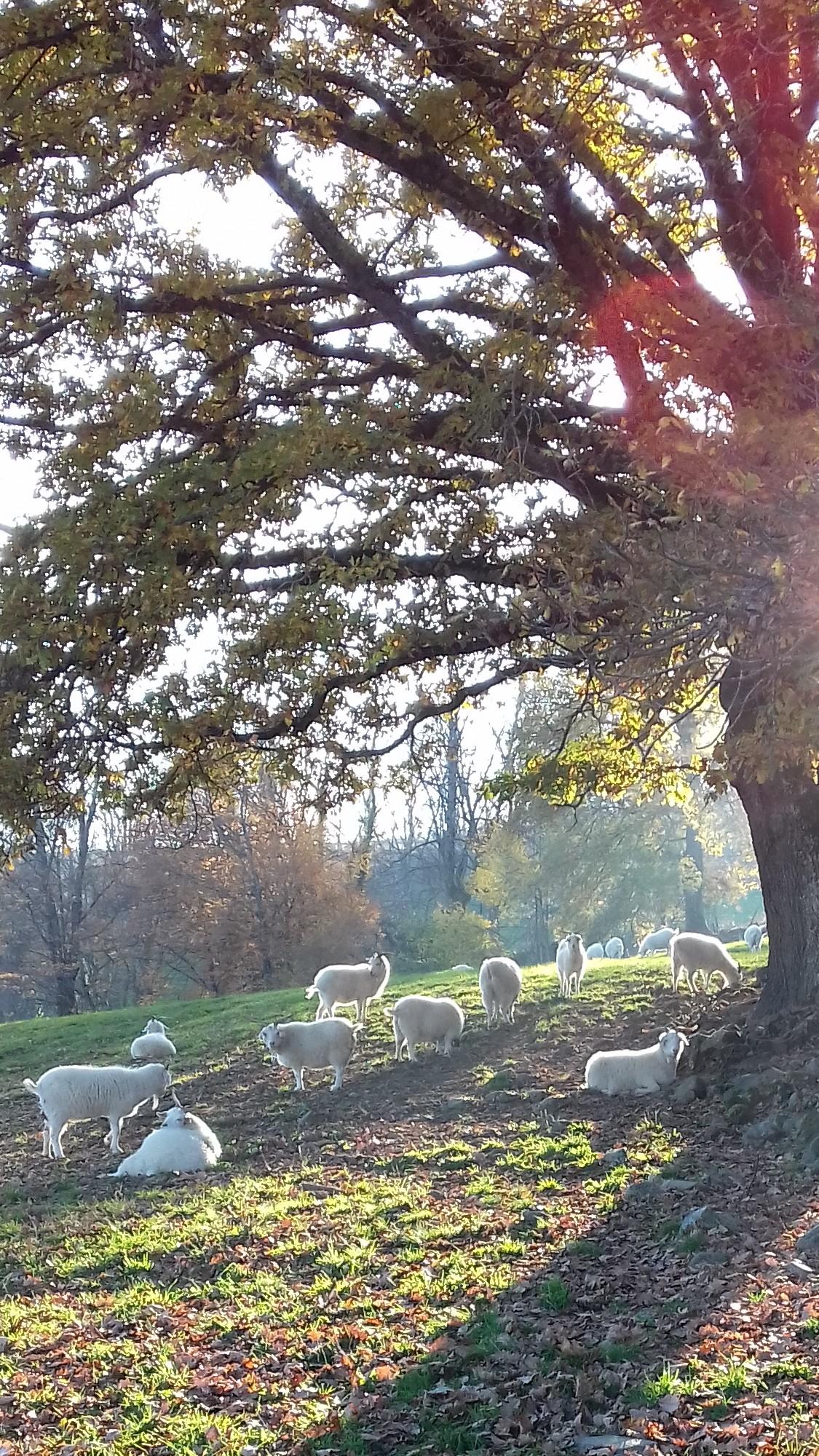 Le Coffret du Barbier PUR CACHEMIRE - EDITION LIMITEE