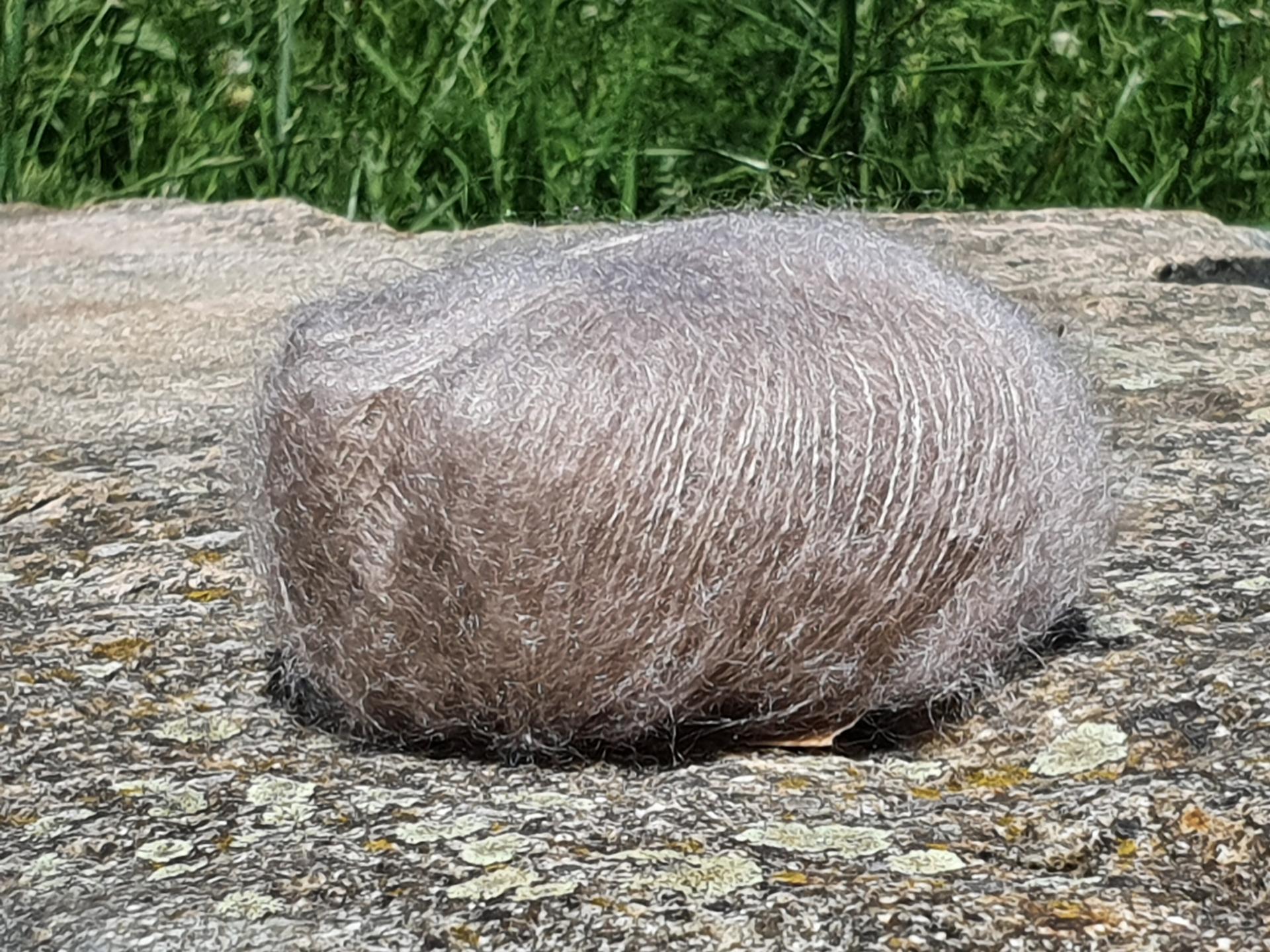 Pelote laine Mohair Primadonna beige